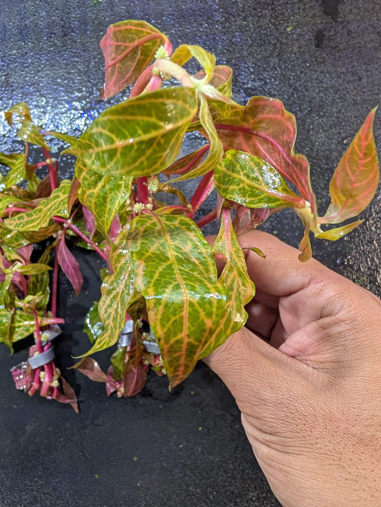 Variegated Scarlet Temple is ideal for aquascapes looking for a plant with both ornamental beauty and functional benefits, such as improving water quality through natural filtration.
