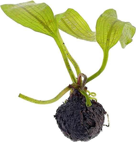This plant thrives in moderate to high light conditions and requires nutrient-rich substrate to support its delicate leaf structure.