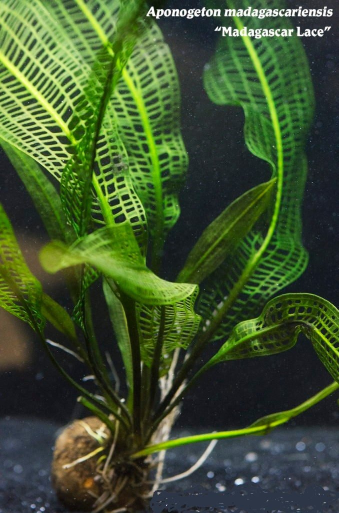 This plant is best suited for well-established aquariums with stable water parameters.
