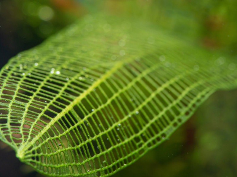 Madagascar Lace Plant can grow up to 20 inches tall, making it ideal for midground or background placement in larger aquariums.