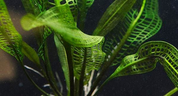 This plant is sensitive to temperature changes, thriving best in stable temperatures between 72°F and 82°F.