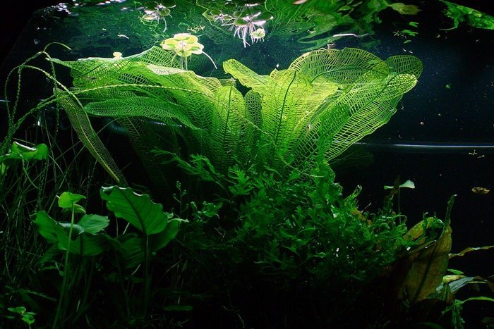 Madagascar Lace Plant! (Aponogeton Madagascariensis) should be planted in aquariums with soft, filtered light to prevent algae growth on its delicate leaves.
