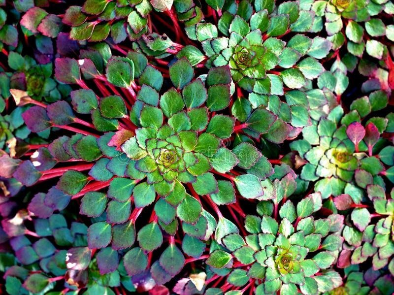 This floating plant can be a captivating focal point in ponds, water gardens, or large aquariums.