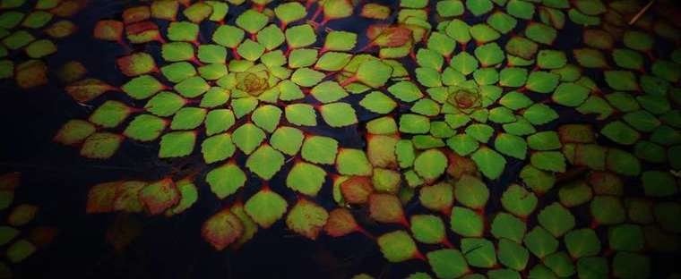 This plant grows best in warm water temperatures, between 70°F to 85°F (21°C to 29°C).