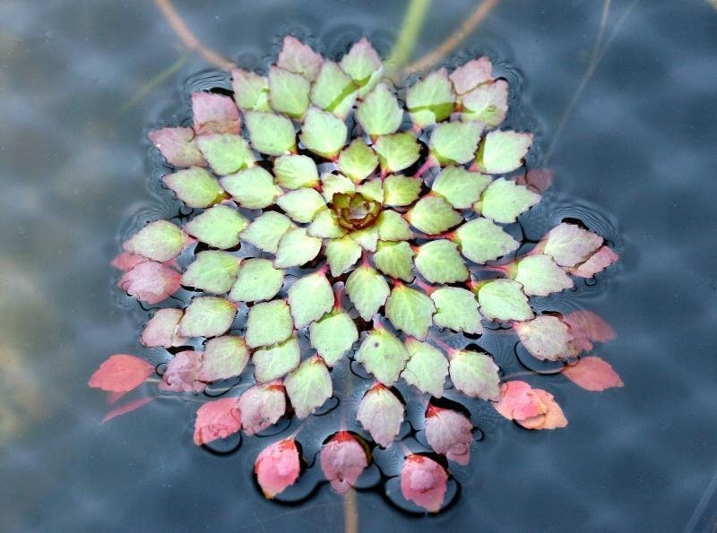 Mosaic Plant! (Ludwigia Sedioides) provides excellent surface coverage, which can help reduce algae growth by limiting sunlight penetration.