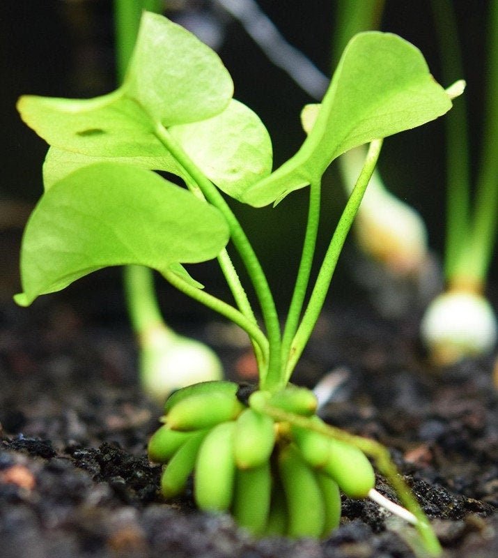 Banana Lily Plant (Nymphoides Aquatica) is ideal for beginner aquarists due to its hardy nature and low-maintenance care.