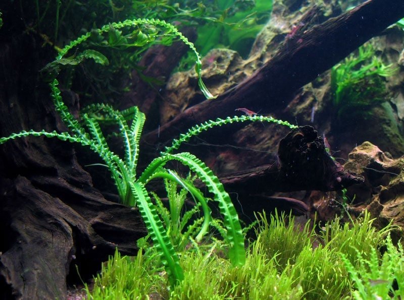 This plant thrives in both submerged and emersed conditions, allowing it to adapt well to various aquatic environments.
