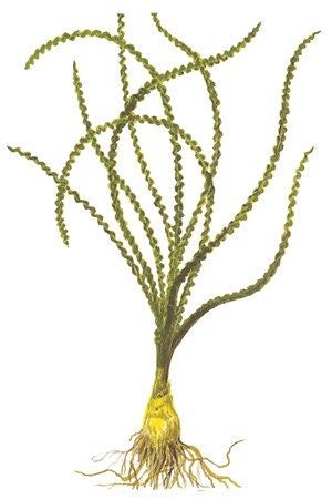 This plant also produces beautiful white to pale pink flowers on long stalks above the water's surface.