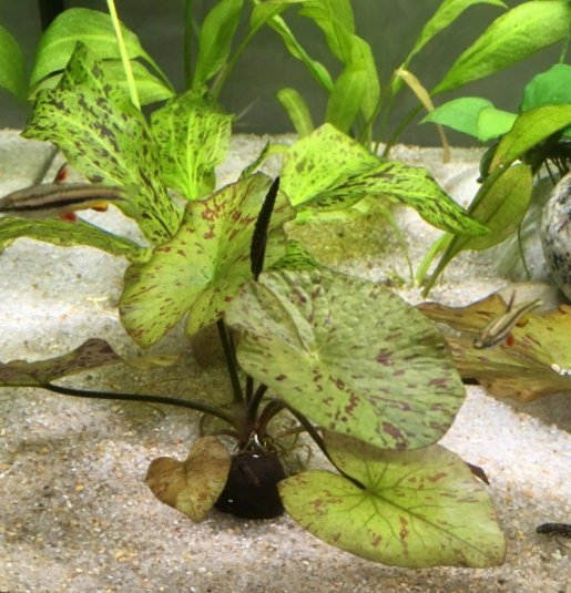 This plant thrives in medium to high lighting. Bright light helps enhance the vivid red pigmentation of the leaves