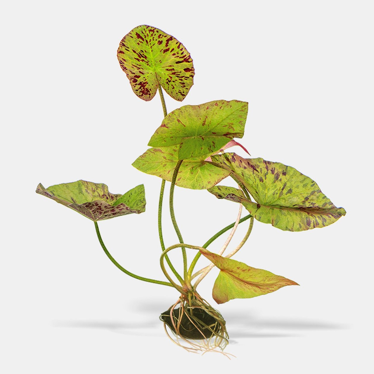 Tiger Lotus (Nymphaea zenkeri) grows relatively fast and can quickly become a focal point in the aquarium.