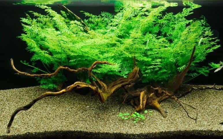 Its vibrant green color adds depth and texture, making it an excellent choice for both planted tanks and as a floating plant.