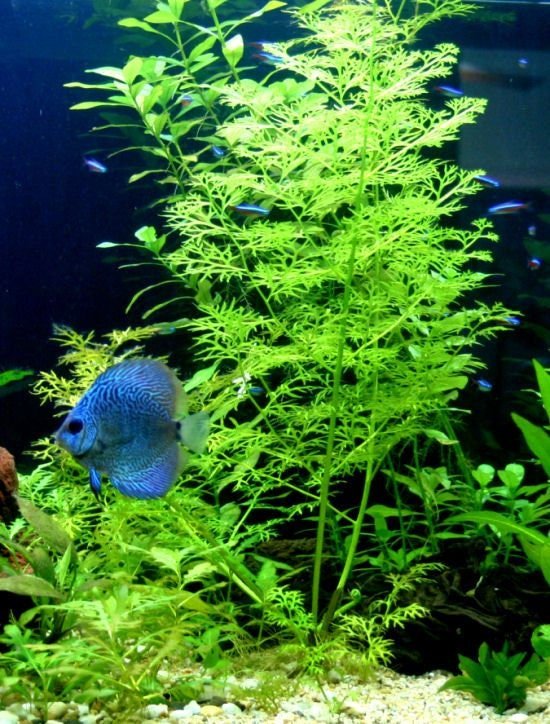 This plant can grow up to 24 inches tall, making it suitable for various aquarium setups.