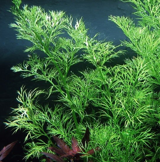 It helps absorb excess nutrients and can outcompete algae, contributing to a healthier aquatic environment.
