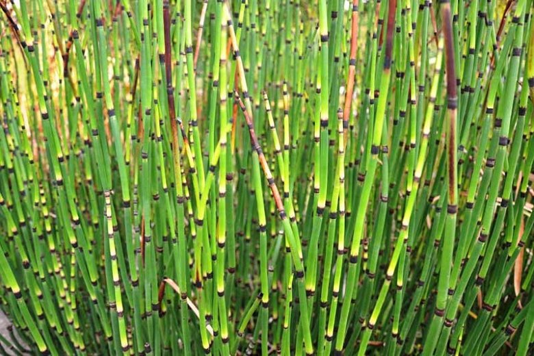Horsetail Rush (Equisetum Hyemale) features tall, hollow, jointed stems that are deep green with black rings.