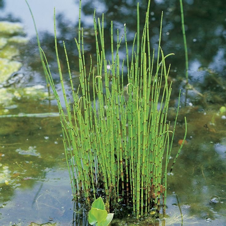 This plant thrives in moist, wet conditions, making it ideal for planting along pond edges, in bog gardens, or in containers with plenty of water.