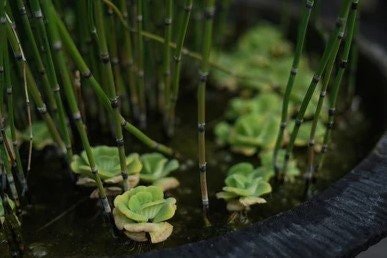 Horsetail Rush (Equisetum Hyemale) is known for its prehistoric origins, dating back millions of years.