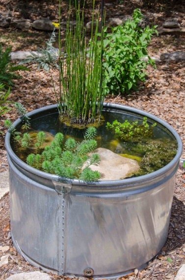 This plant prefers full sun to partial shade and can tolerate a range of light conditions. While it thrives in wet environments
