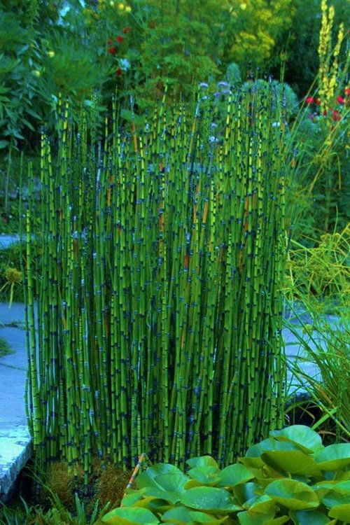 This plant has a unique texture and form that contrasts well with other water plants, grasses, and perennials.
