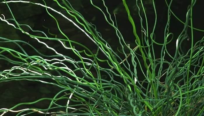 Corkscrew Rush is highly adaptable and can be used in both aquatic and terrestrial environments, adding texture and interest to landscapes, ponds, or water features.