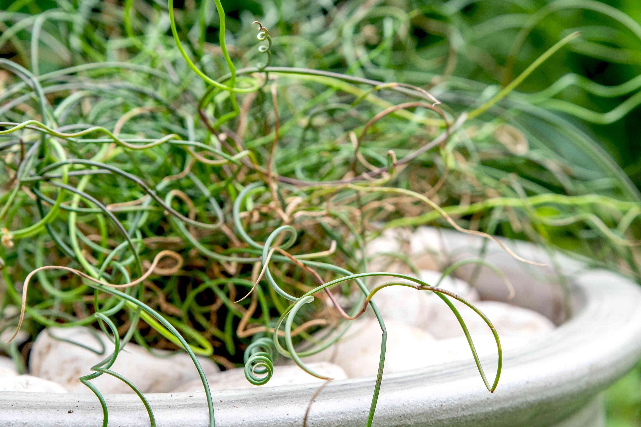 This plant prefers full sun to partial shade, making it a versatile option for various garden settings. Its vibrant green stems can add a striking contrast to other plants.
