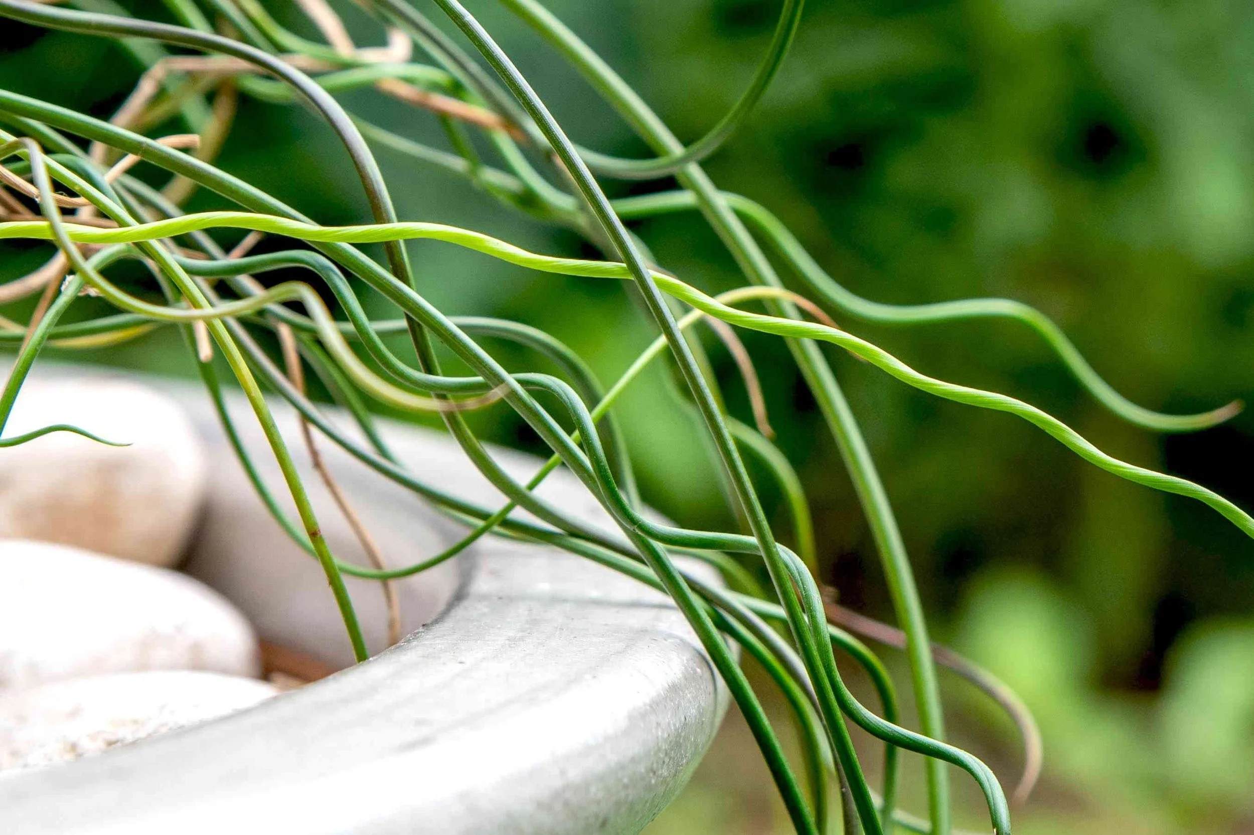 This plant is perfect for adding a dynamic visual element to ponds and aquariums, where its coiled stems provide shelter for small aquatic animals and fish.