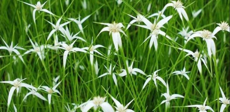White Star Grass (White Star Sedge-Dichromena Colorata) grows in clumps with long, slender, grass-like leaves.