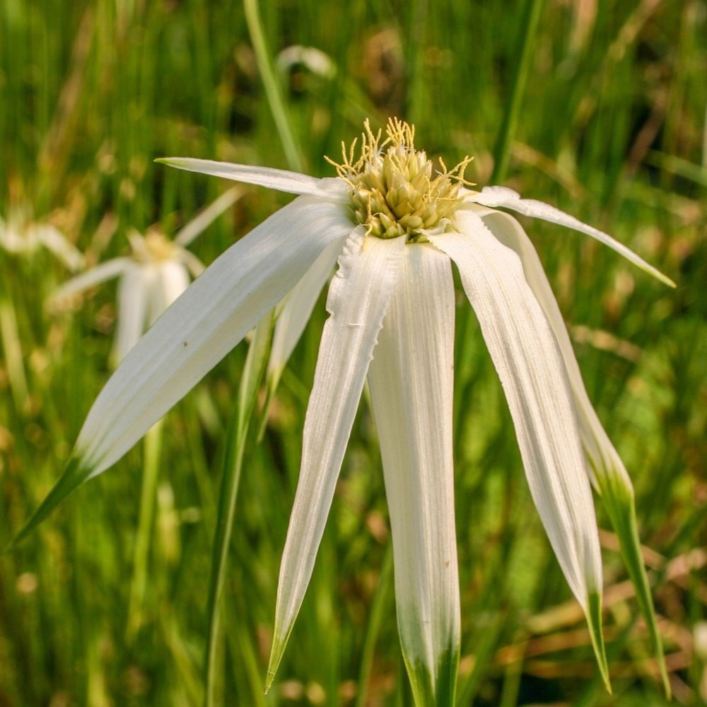 This plant is a perennial that blooms throughout the warmer months, typically from late spring to early fall.