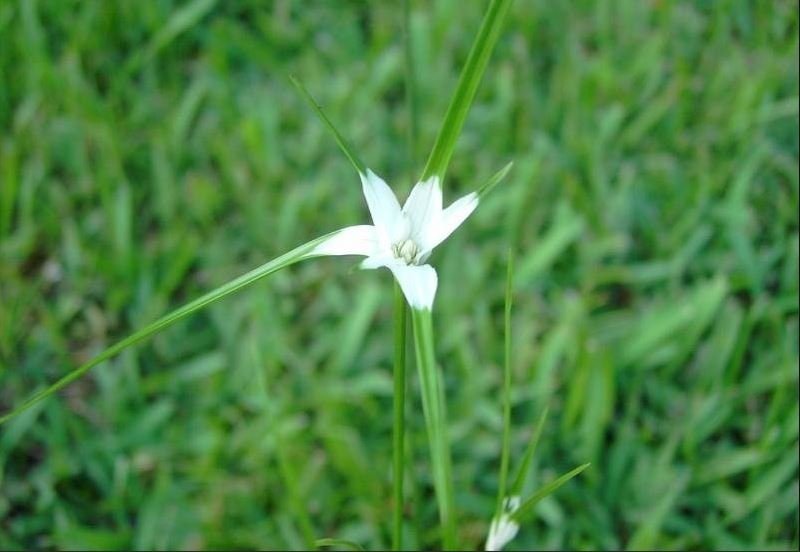 This plant reaches a height of about 12 to 18 inches, making it a great option for adding height and texture to the edges of ponds, streams, or water features
