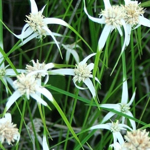 White Star Grass (White Star Sedge-Dichromena Colorata) is low maintenance and drought-tolerant once established, making it a resilient addition to aquatic or wetland gardens.