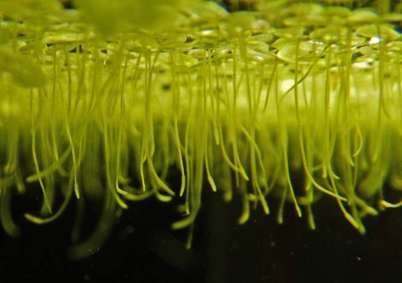 This plant thrives in nutrient-rich environments and grows rapidly in still or slow-moving water.