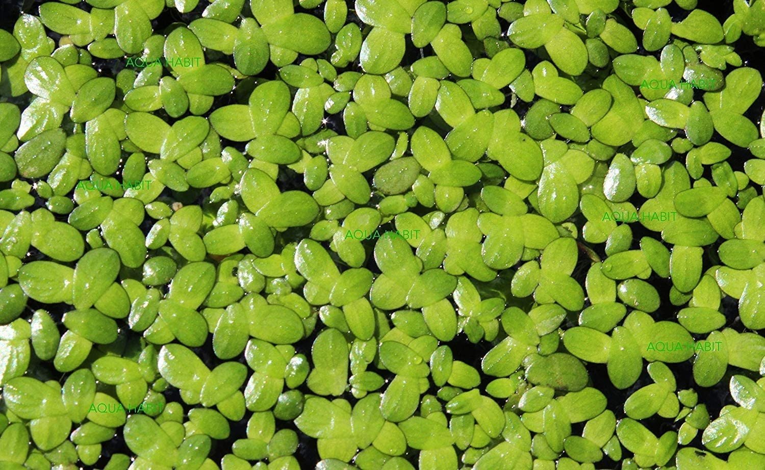 Duckweed can serve as a natural food source for herbivorous fish and aquatic animals, as its small leaves are rich in protein and easily consumed by many species.