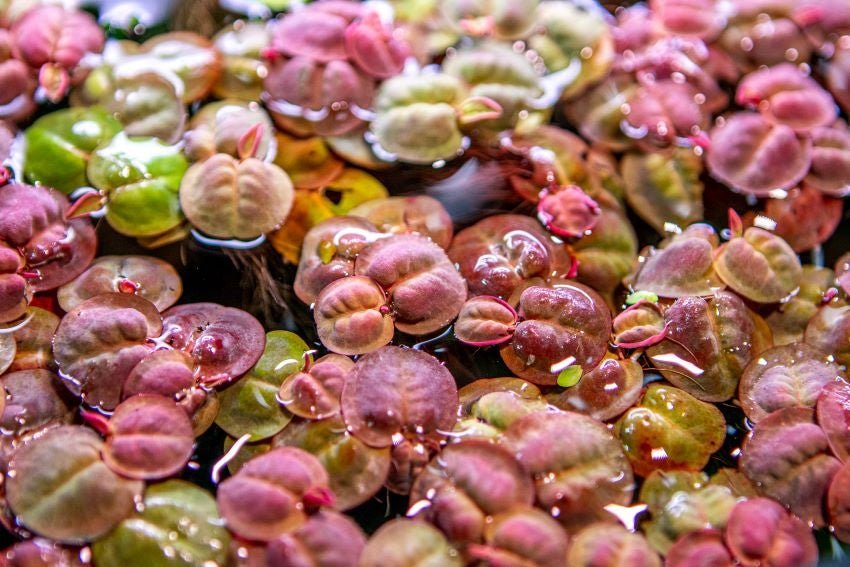 vibrant red root floater in aquarium