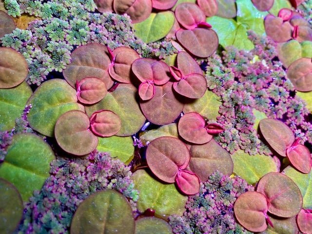 Red Root Floater is known for its beautiful red-tinted leaves and striking red roots, making it a visually appealing floating plant in freshwater aquariums or ponds.