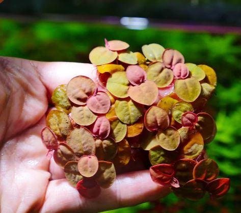 red root floater clump, phyllanthus fluitans