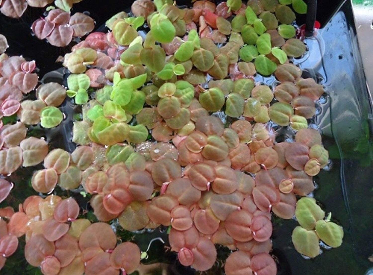 red root floater floating aquatic plant changes colors based on light intensity