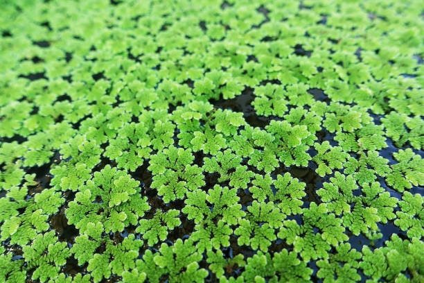 Azolla filiculoides is known for its unique symbiotic relationship with nitrogen-fixing cyanobacteria