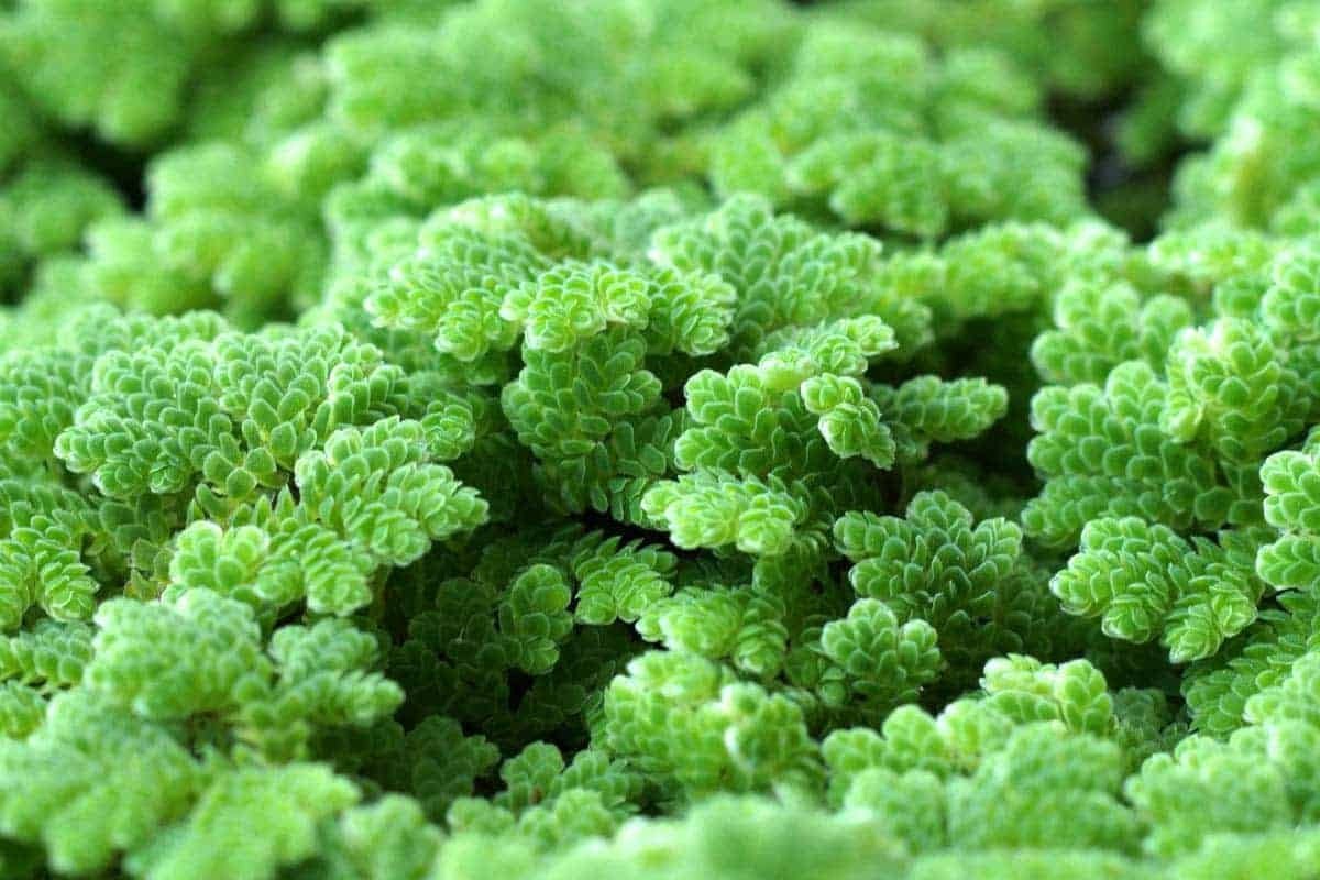 This plant can grow in both still and slow-moving waters, making it versatile for various aquatic setups.