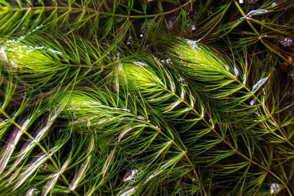 Hornwort-Coontail features dark green, feathery foliage that can grow several feet long, creating dense thickets in the water.