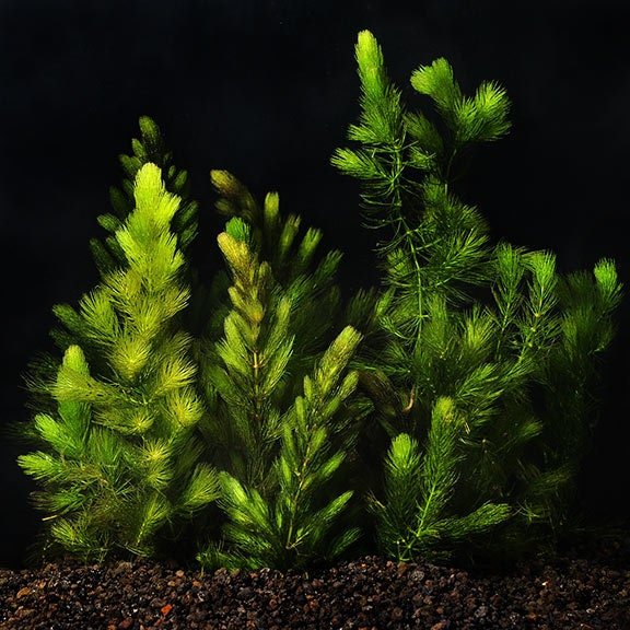 This plant is highly adaptable and can survive in a wide range of water temperatures, from coldwater ponds to tropical aquariums.