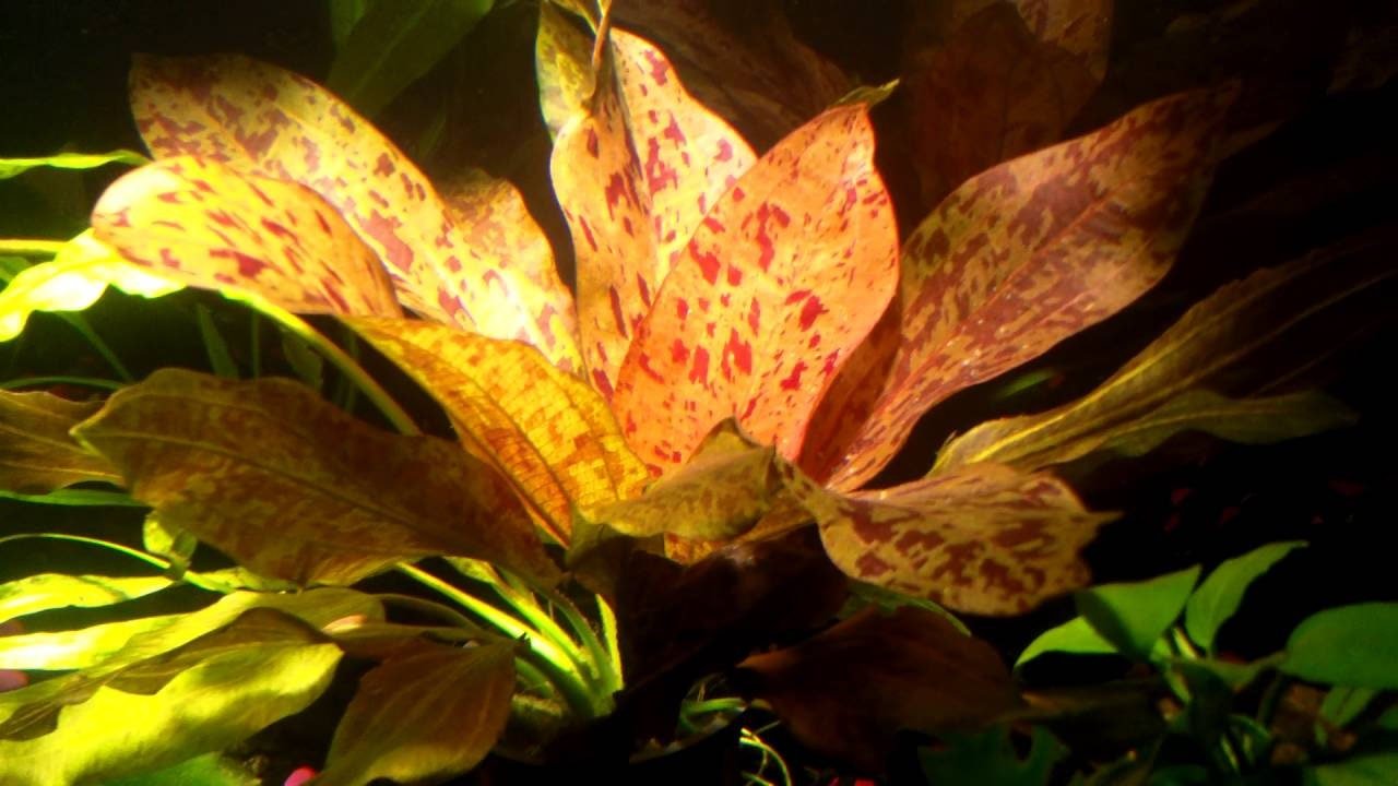 It thrives in a variety of water conditions, with moderate lighting bringing out its vibrant red hues.