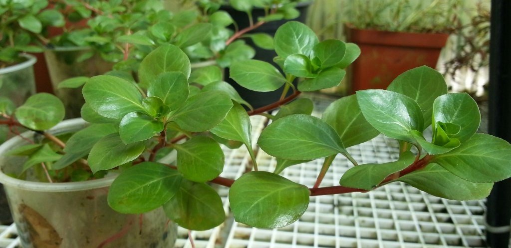 This plant is easy to propagate, as cuttings from healthy stems can be replanted into the substrate.