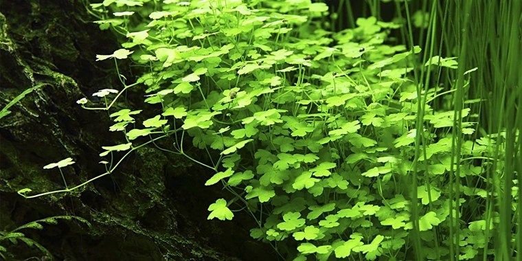 Hydrocotyle Tripartita sp. Japan enhances oxygenation and water clarity in aquariums, promoting a healthier environment for fish and other aquatic life.