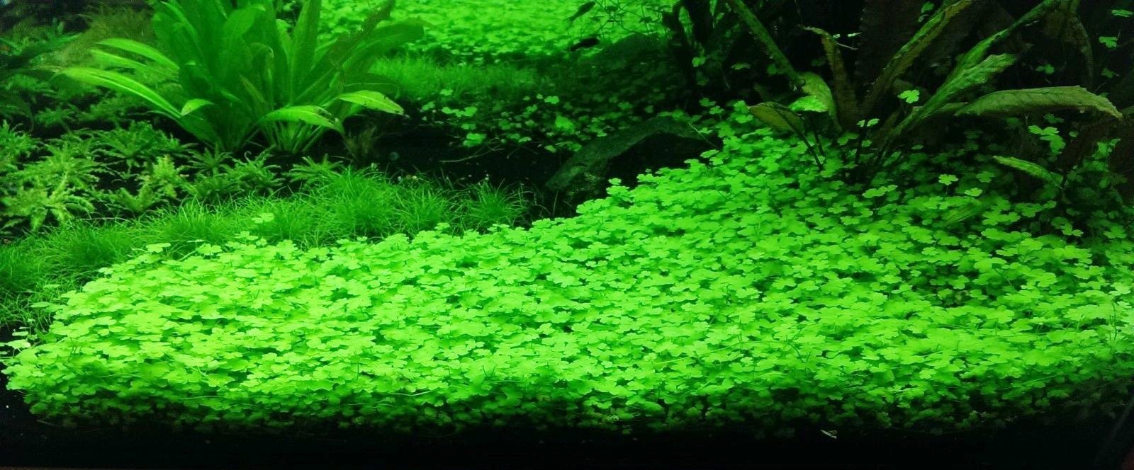 This plant not only enhances the visual appeal of aquariums but also contributes to the ecosystem by absorbing excess nutrients.