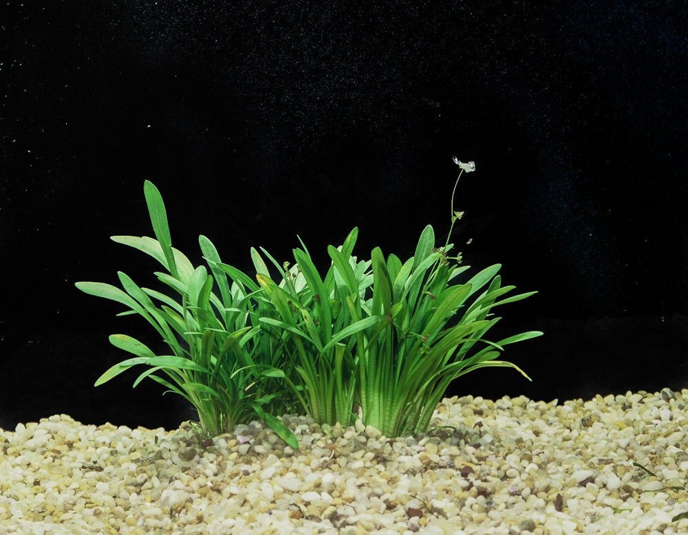 Dwarf Sagittaria is characterized by its slender, arrow-shaped leaves that can grow up to 8 inches long.
