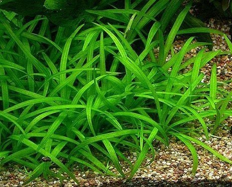 This compact plant forms a lush, green carpet in the aquarium, making it an excellent choice for foreground planting and creating a natural look.
