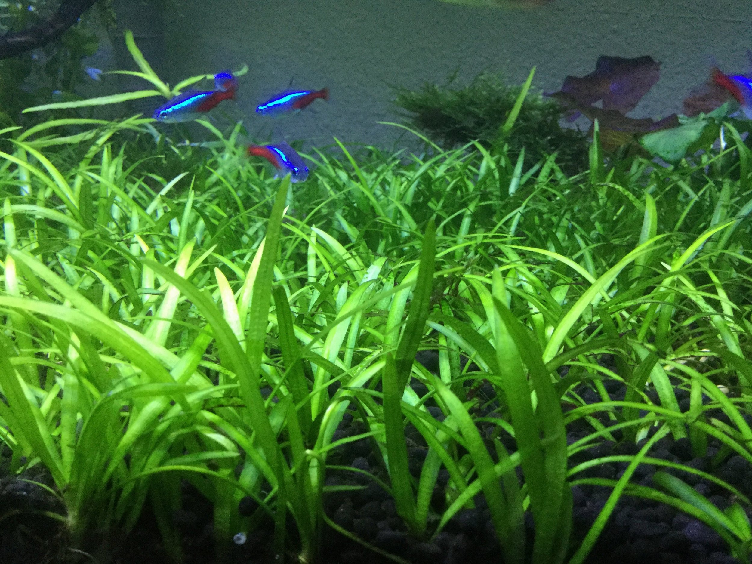 This plant thrives in a variety of water conditions and is well-suited for both low-light and high-light aquariums.