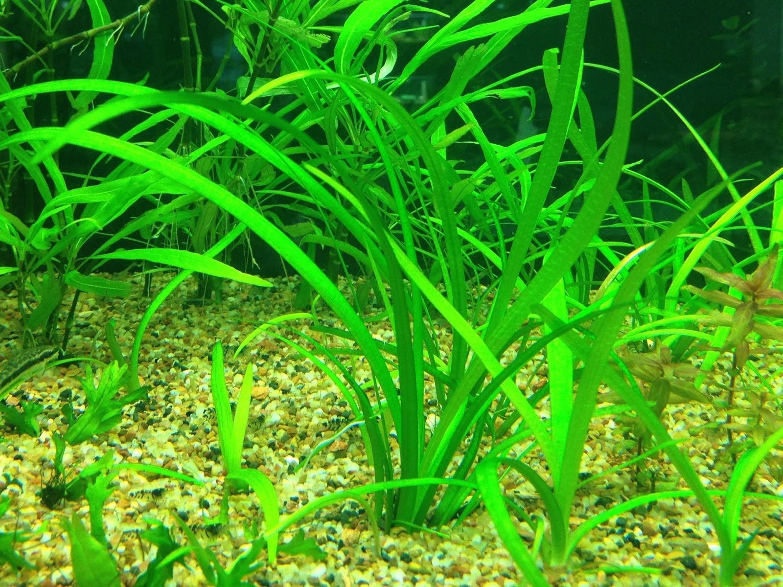 Dwarf Sagittaria is a true aquatic perennial that can tolerate a range of water parameters, including different pH levels and temperatures.