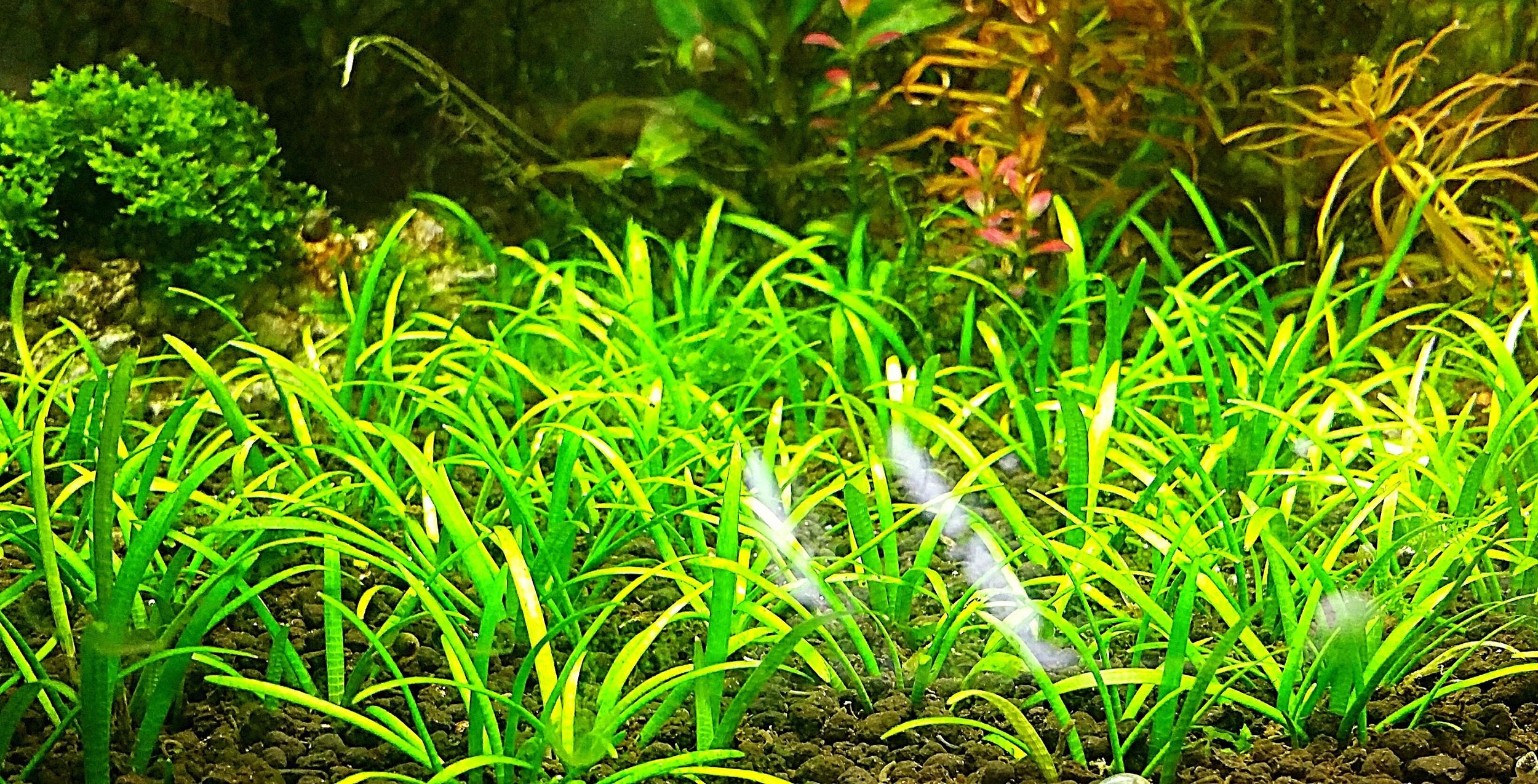 This plant is known for its ability to propagate through runners, allowing it to spread across the substrate and create a dense mat over time.