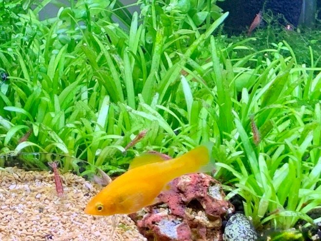 Dwarf Sagittaria (Sagittaria Subulata) provides excellent shelter and cover for small fish, shrimp, and fry.