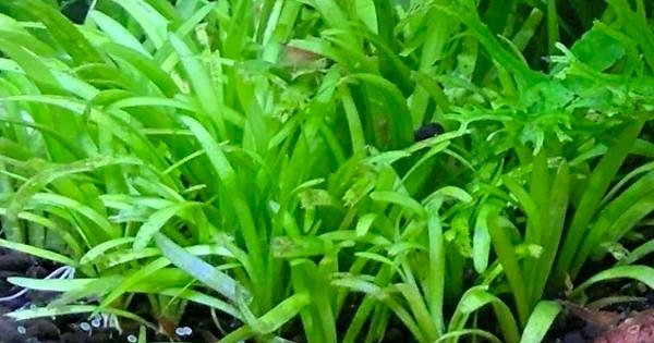 Dwarf Sagittaria is an effective nutrient absorber, helping to improve water quality in the aquarium.